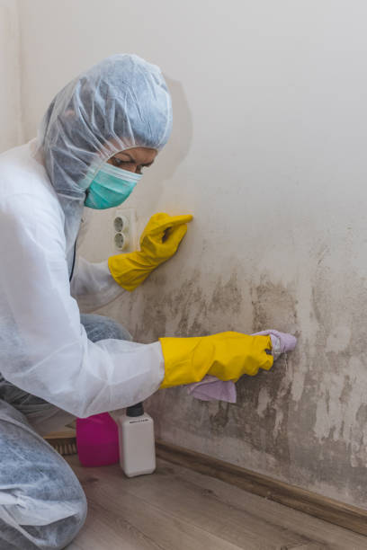 Best Forensic Mold Investigation  in Francisville, KY